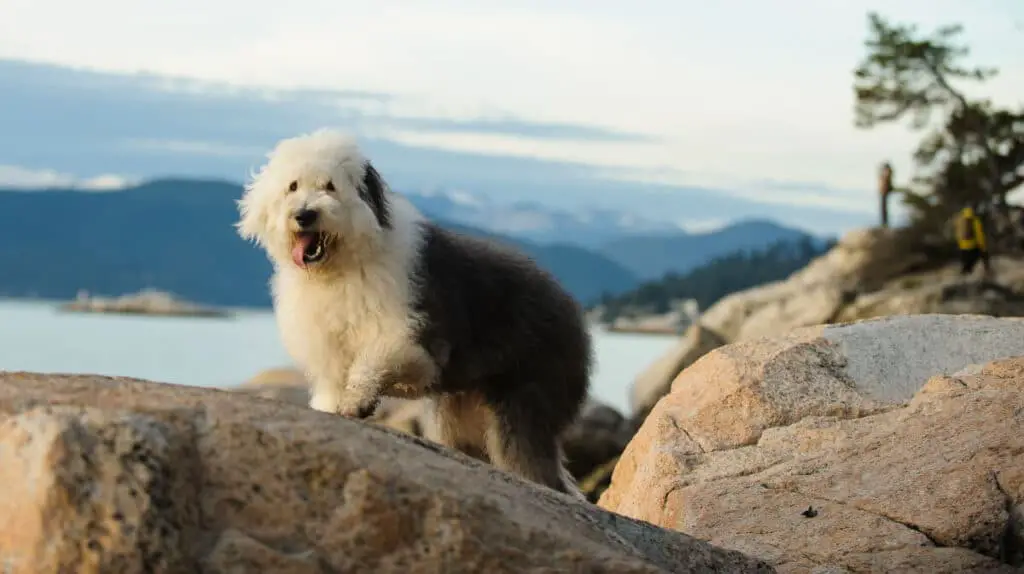 Old english sheepdog som står på en klippa vid havet