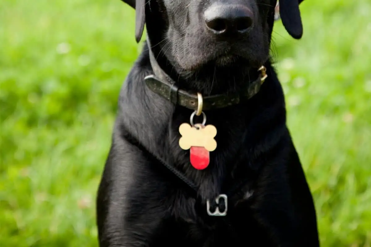 Svart labrador som får representera utvald bild för populära hundnamn i Sverige