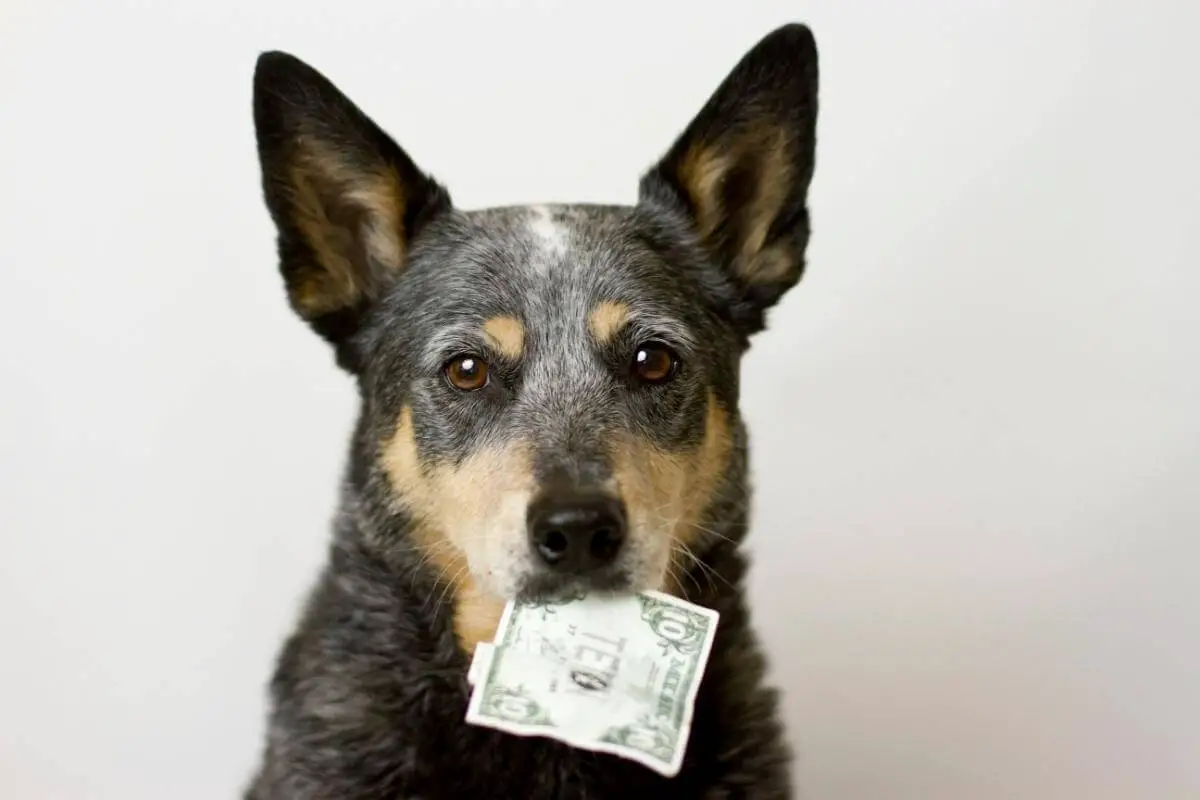 Hund som håller pengar i munnen och symboliserar att spara pengar med hund