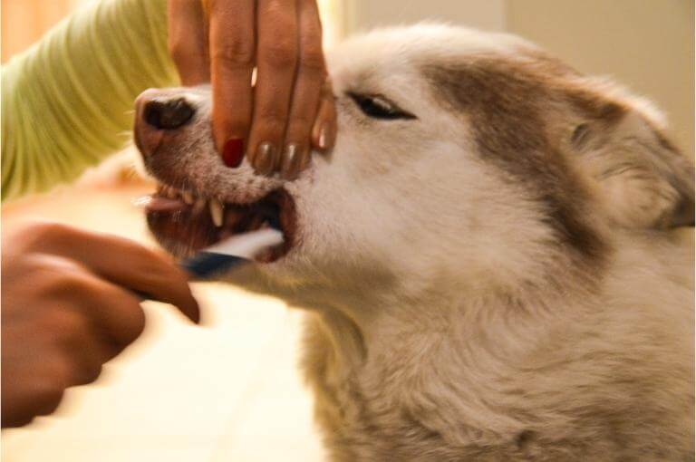 Människa som borstar tänderna på en hund