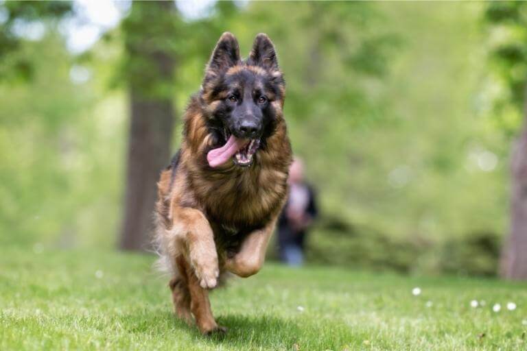 Tysk schäferhund som springer i en park