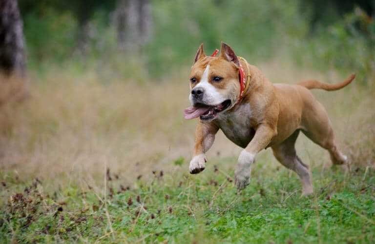 American staffordshire terrier som springer i skogen