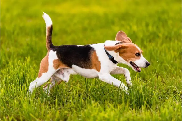 Beagle som springer i högt gräs