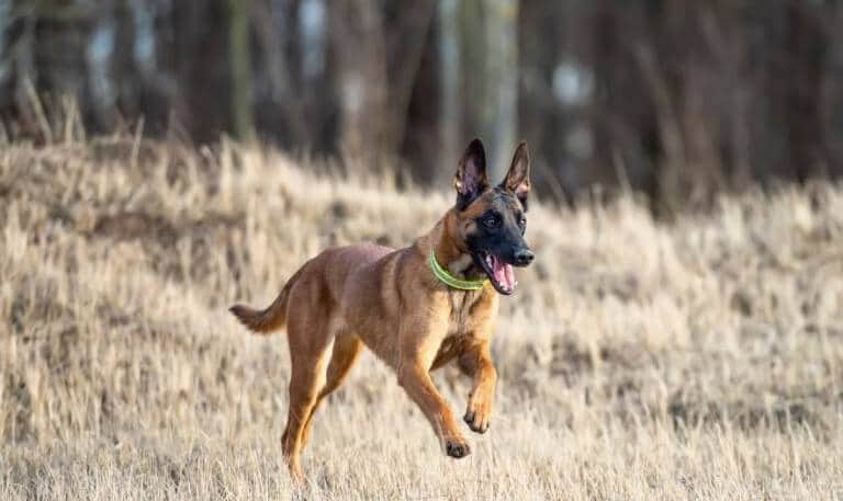 Belgisk vallhund som springer i en skog