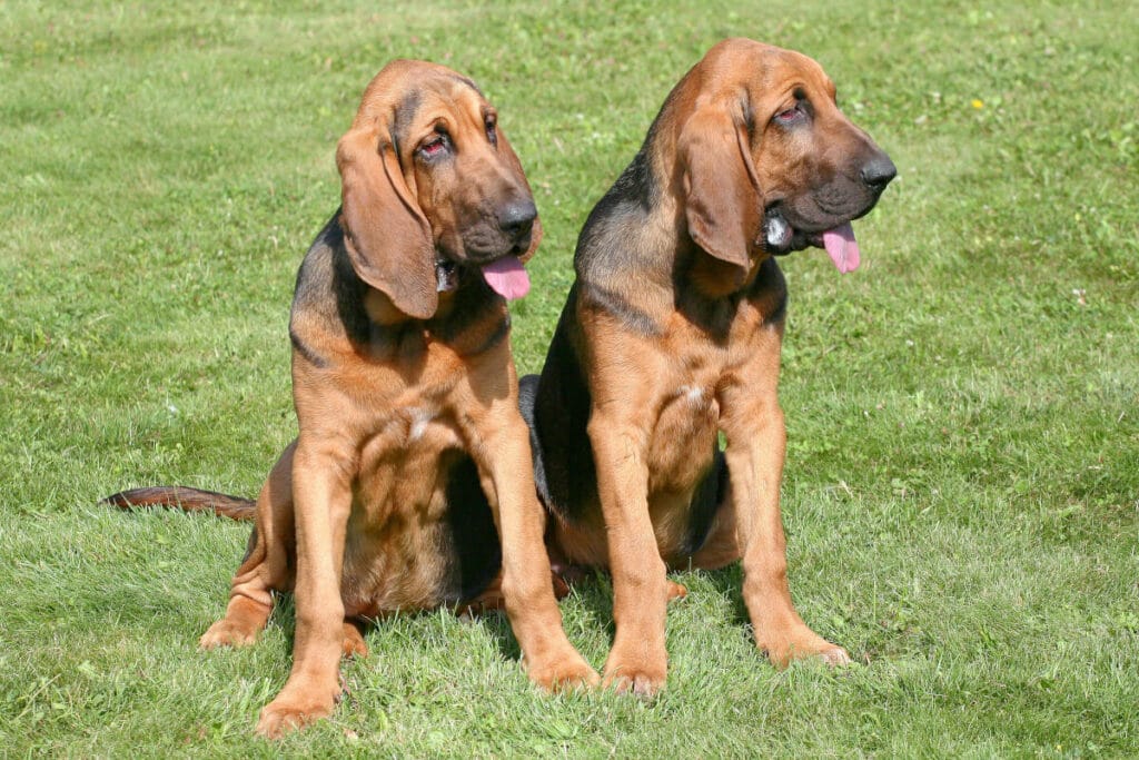 Två blodhundar som sitter i gräset