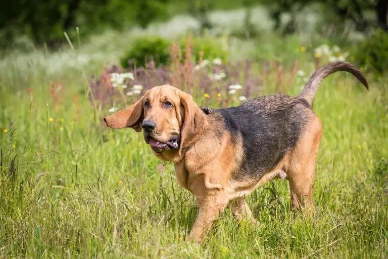 En blodhund som rör sig över ett fält med högt gräs