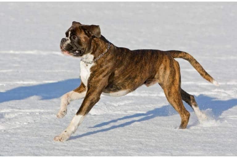 Boxer som springer i snö