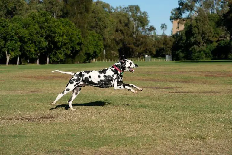 Dalmatiner som springer i en park