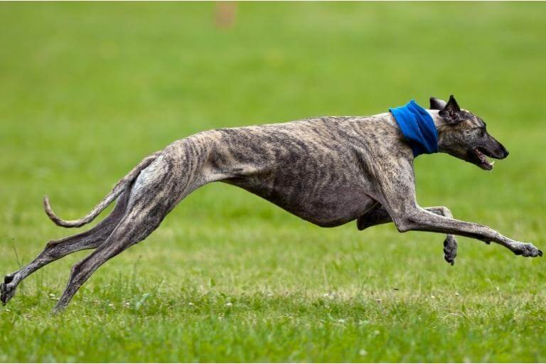 Greyhound som springer på ett fält