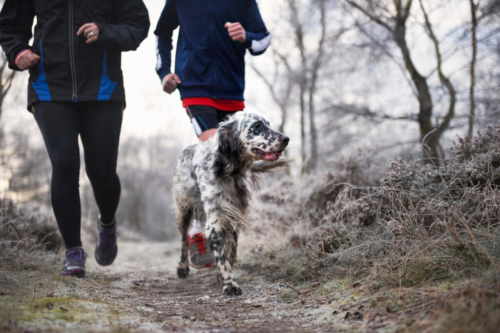 Två joggare med en av många hundraser för löpning i skogen