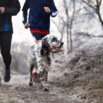 Två joggare med en av många hundraser för löpning i skogen