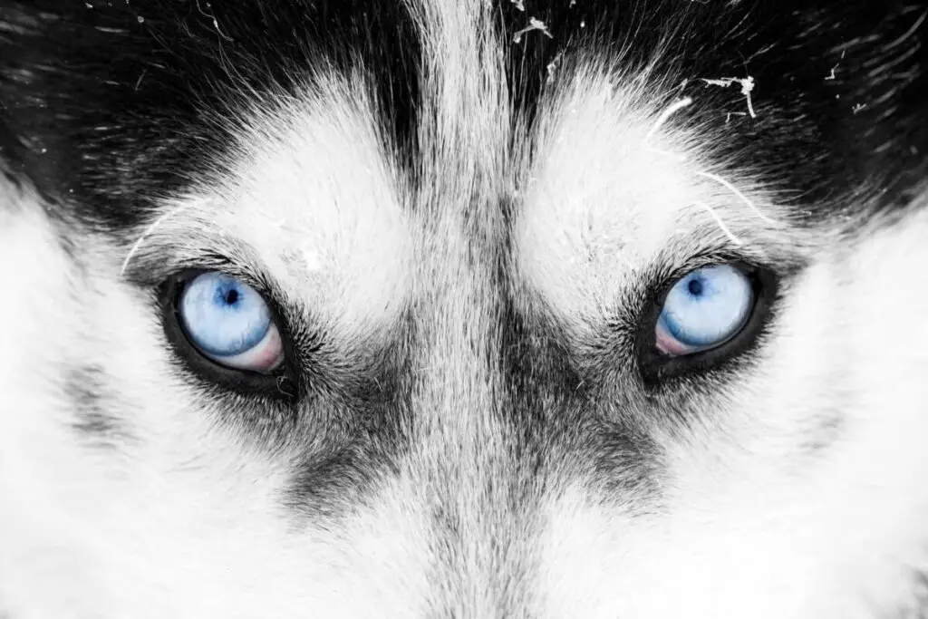 Närbild på hundras med blå ögon