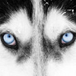 Närbild på hundras med blå ögon