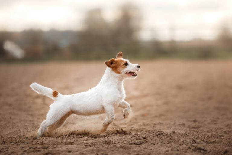 Jack russell terrier som springer i sand