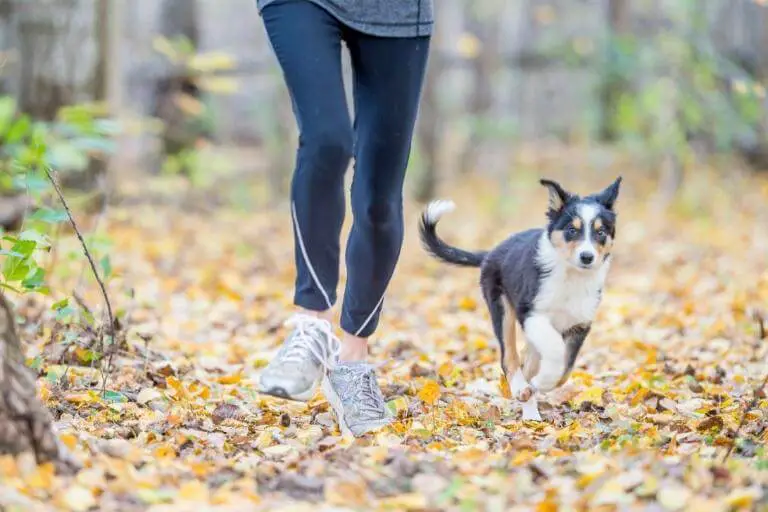Kvinna som springer i skogen med en av alla bra hundraser för löpning