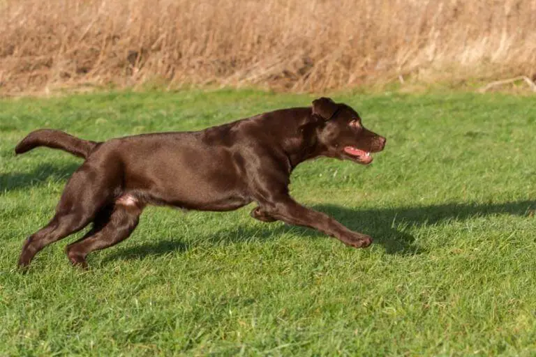 Labrador som springer på en gräsmatta