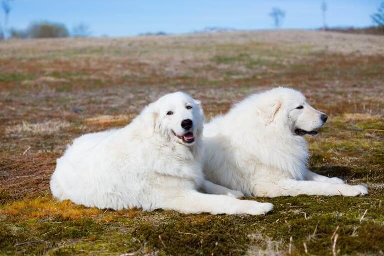 Två hundar av rasen maremmano abruzzese som ligger bredvid varandra på ett fält