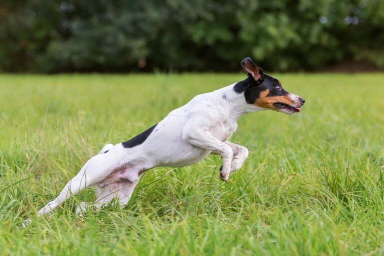Parson russell terrier som springer i högt gräs