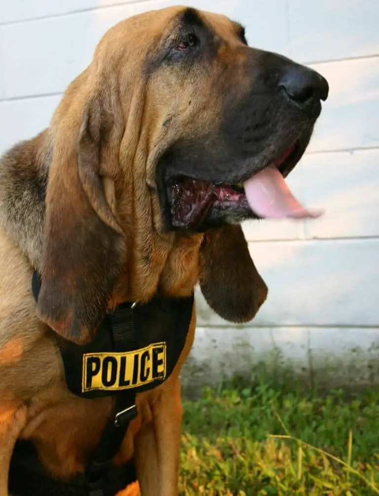 En polishund i form av en blodhund som sitter framför en byggnad