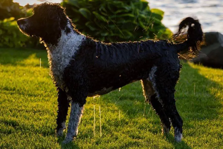 Portugisisk vattenhund som står på gräset och låter vatten rinna ur pälsen