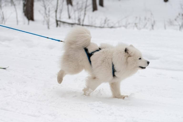 Samojedhund som drar en skidåkare i snön