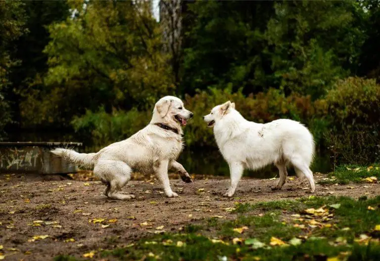 Två hundar av olika raser som leker med varandra