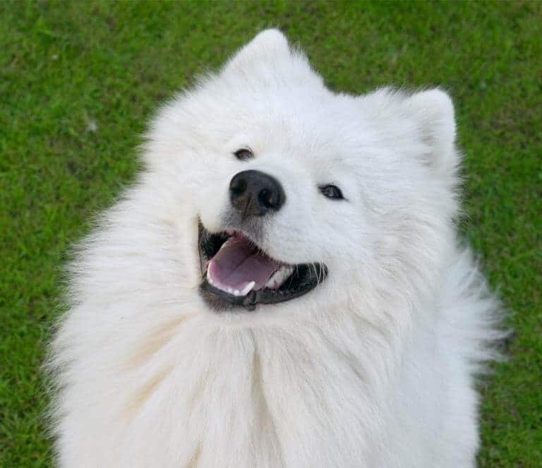 Närbild på en samojedhund som ser ut att le