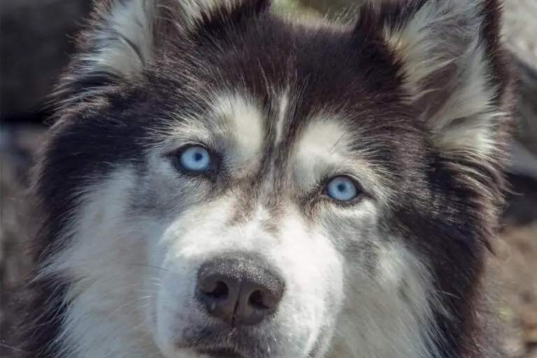 Siberian husky med blå ögon