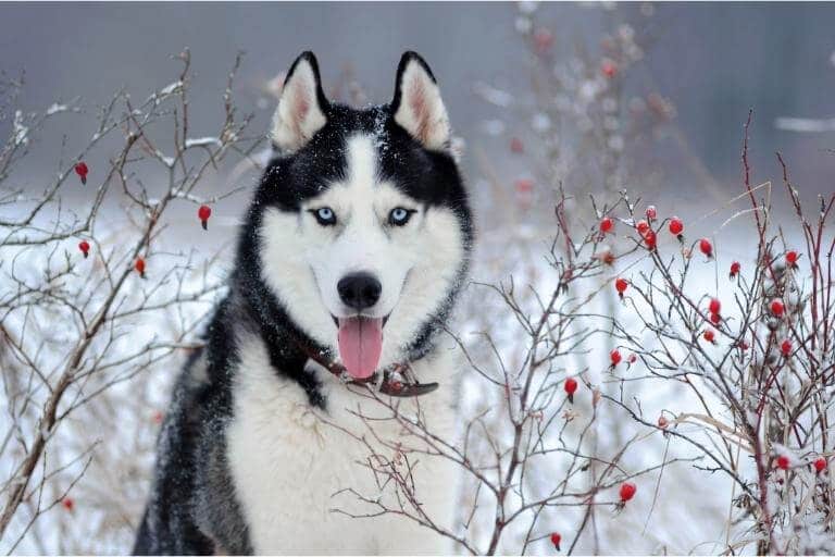 Närbild på en hund i ett snöigt snår