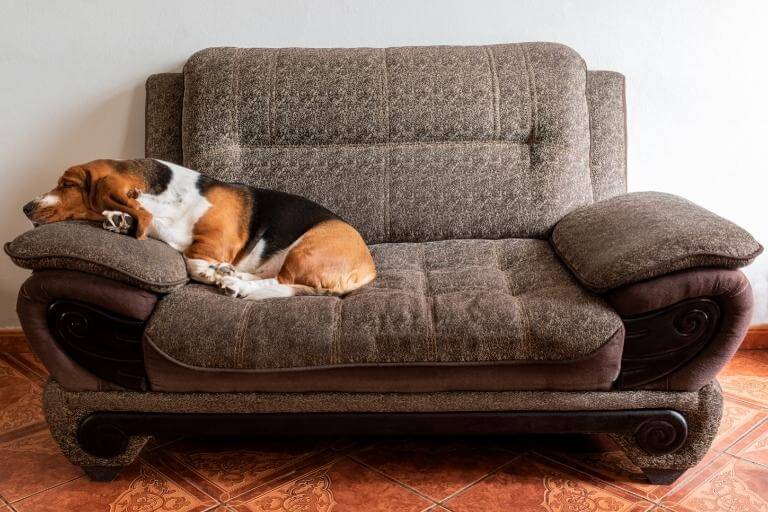 Basset hound som sover i soffan