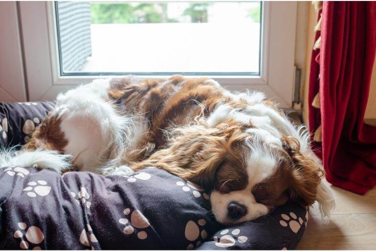Cavalier king charles spaniel som sover i sin hundsäng