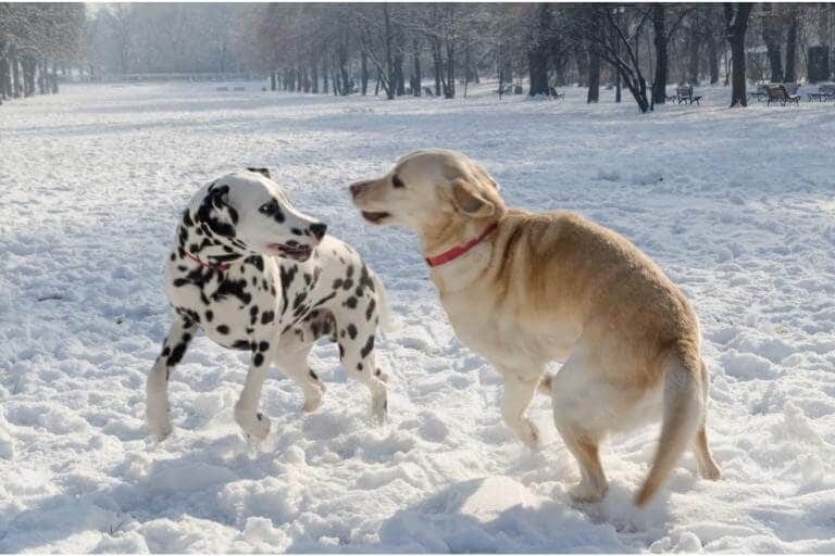 Två hundar som leker i snön