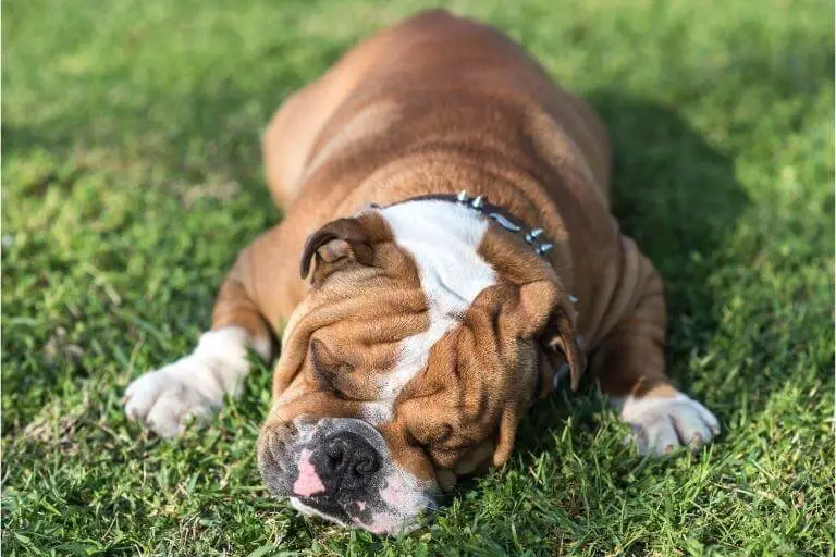 Engelsk bulldogg som sover i trädgården