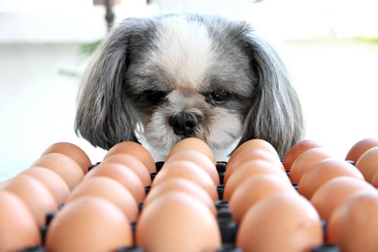 Hund som stirrar på en kartong med ägg