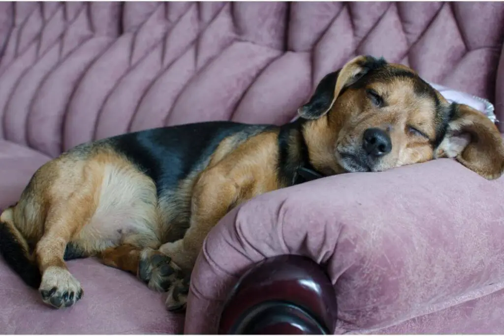 En av de hundraser som inte behöver så mycket motion ligger och slappar i soffan