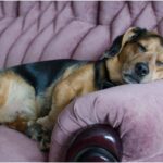 En av de hundraser som inte behöver så mycket motion ligger och slappar i soffan