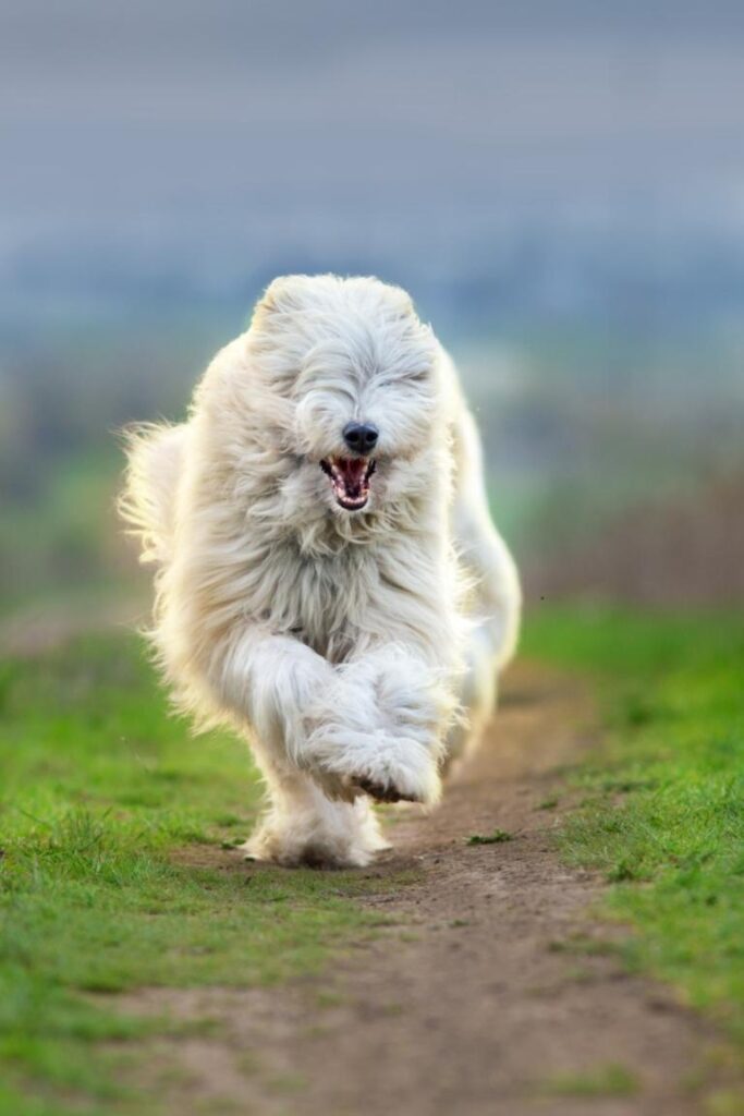 En sydrysk herdehund som springer mot kameran