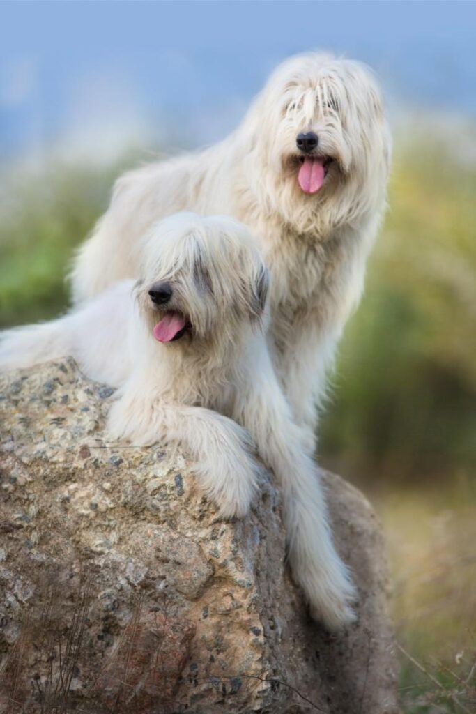 Två hundar av rasen juzjnorusskaja ovtjarka som vilar