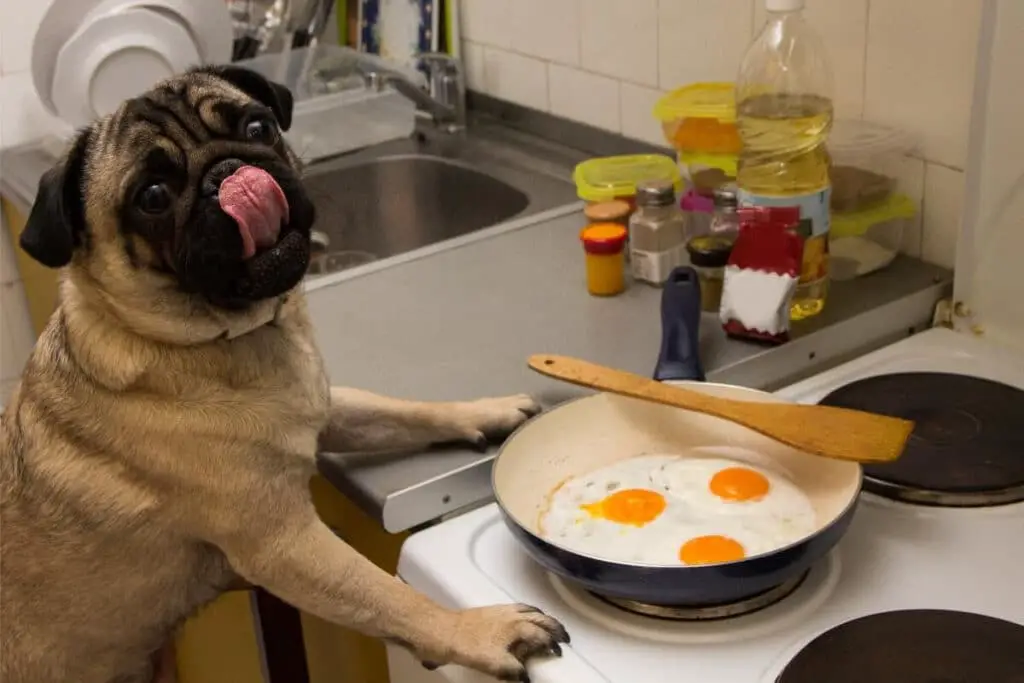 Mops som visar att hundar kan äta ägg