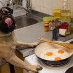 Mops som visar att hundar kan äta ägg