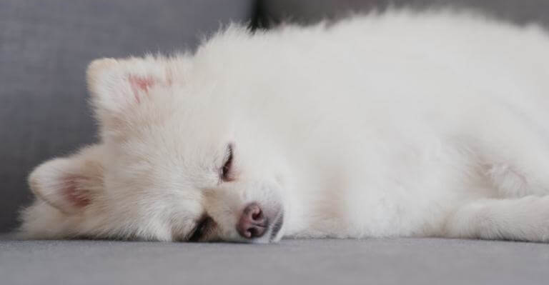 Pomeranian som sover i soffan