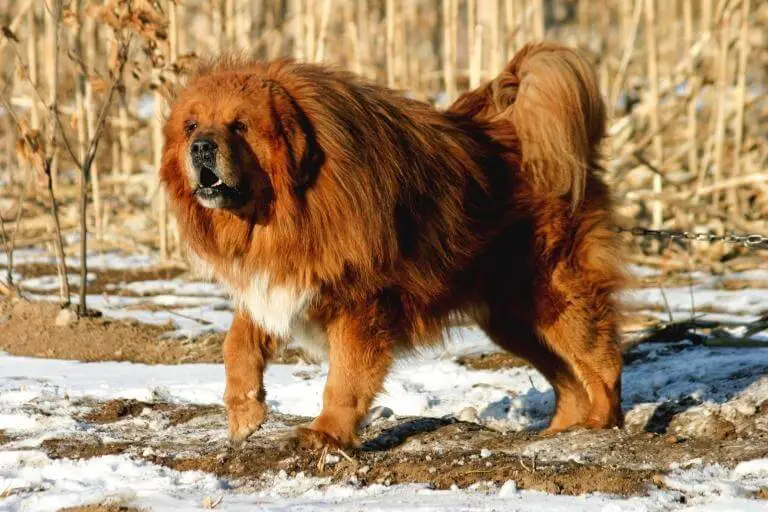 Tibetansk mastiff