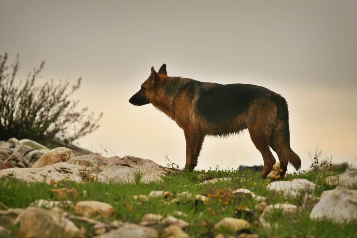 Tysk schäferhund och hundraser som liknar schäfer
