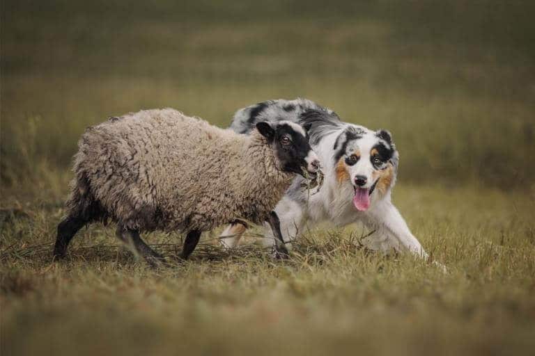 Australian shepherd som vallar ett får