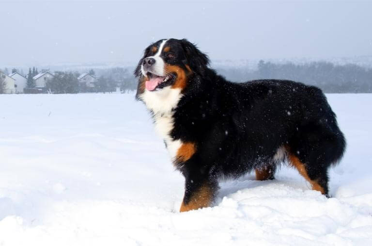 Berner sennenhund i snö