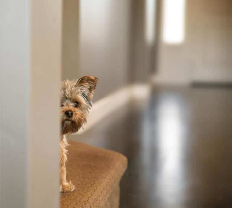 Hund som tittar fram bakom en dörr