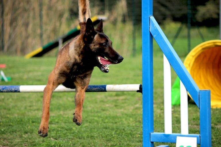 En av flera bra hundraser för agility som hoppar över ett hinder