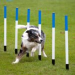 Border collien - en av flera bra hundraser för agility - springer slalom mellan pinnar