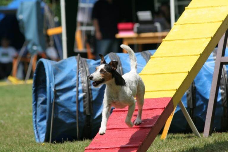 Jack russell terrier på ett agilityhinder