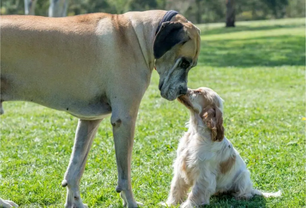 En av alla jättestora hundraser som möter en mindre hund